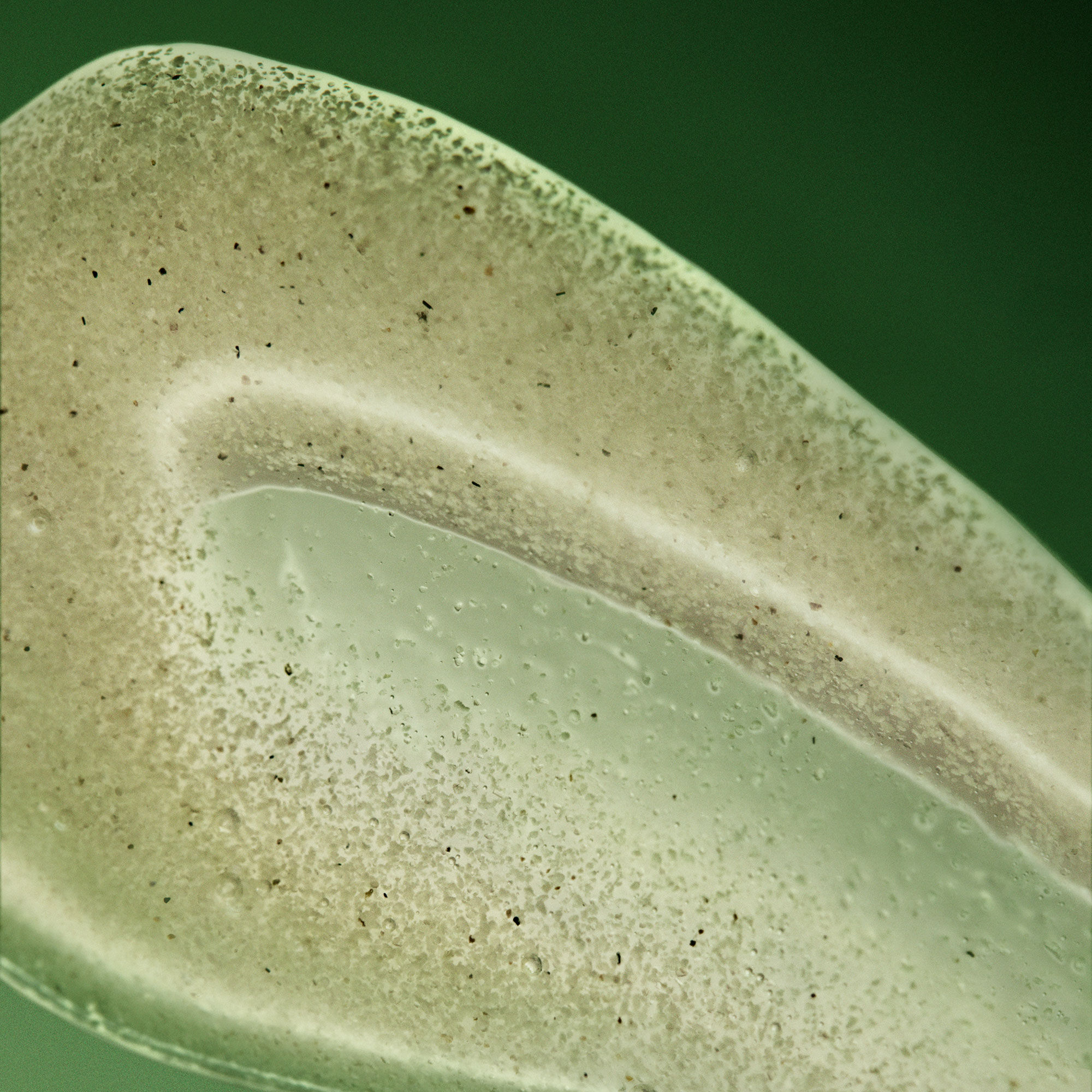 天竺葵身體去角質露