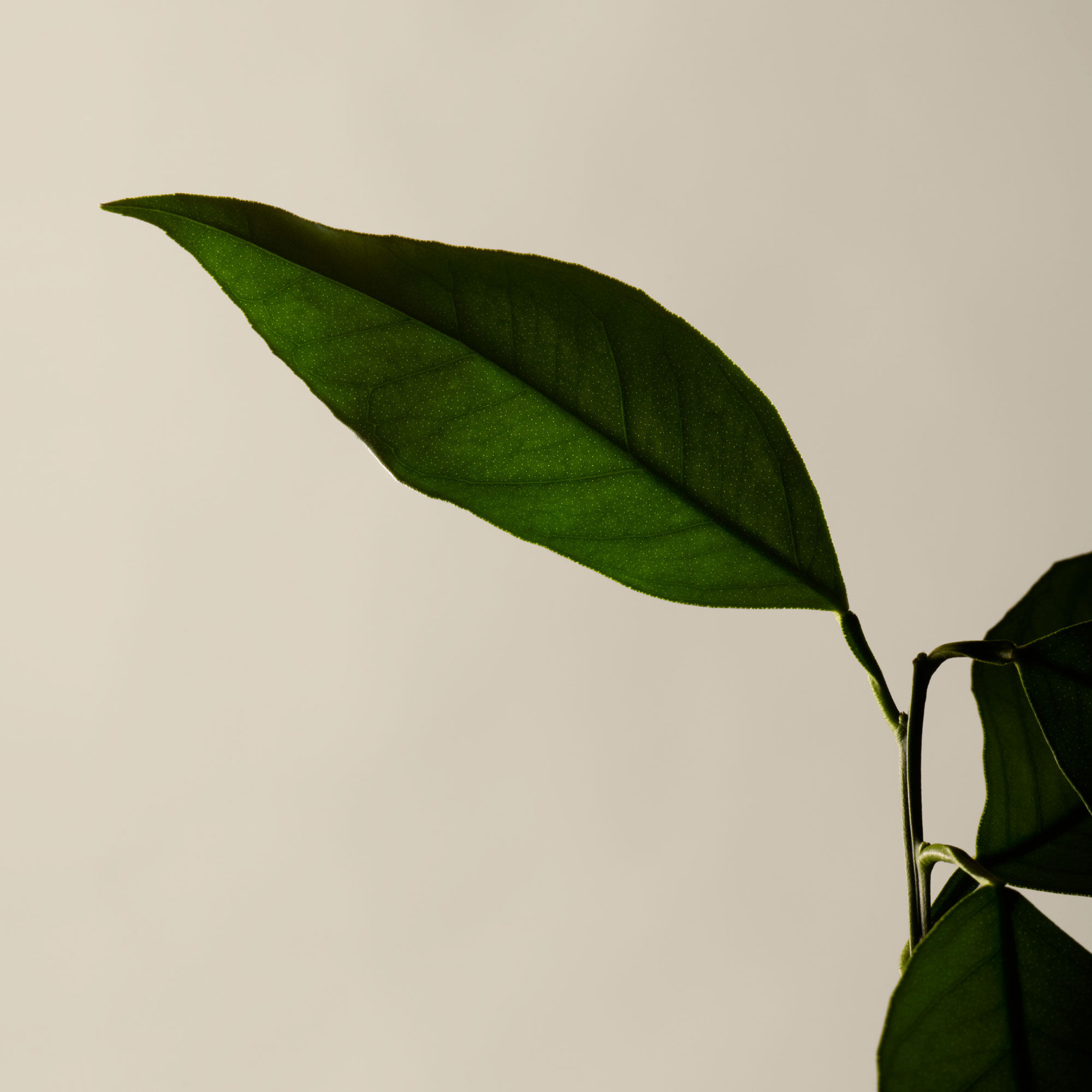 苦橙香檸身體潔膚露