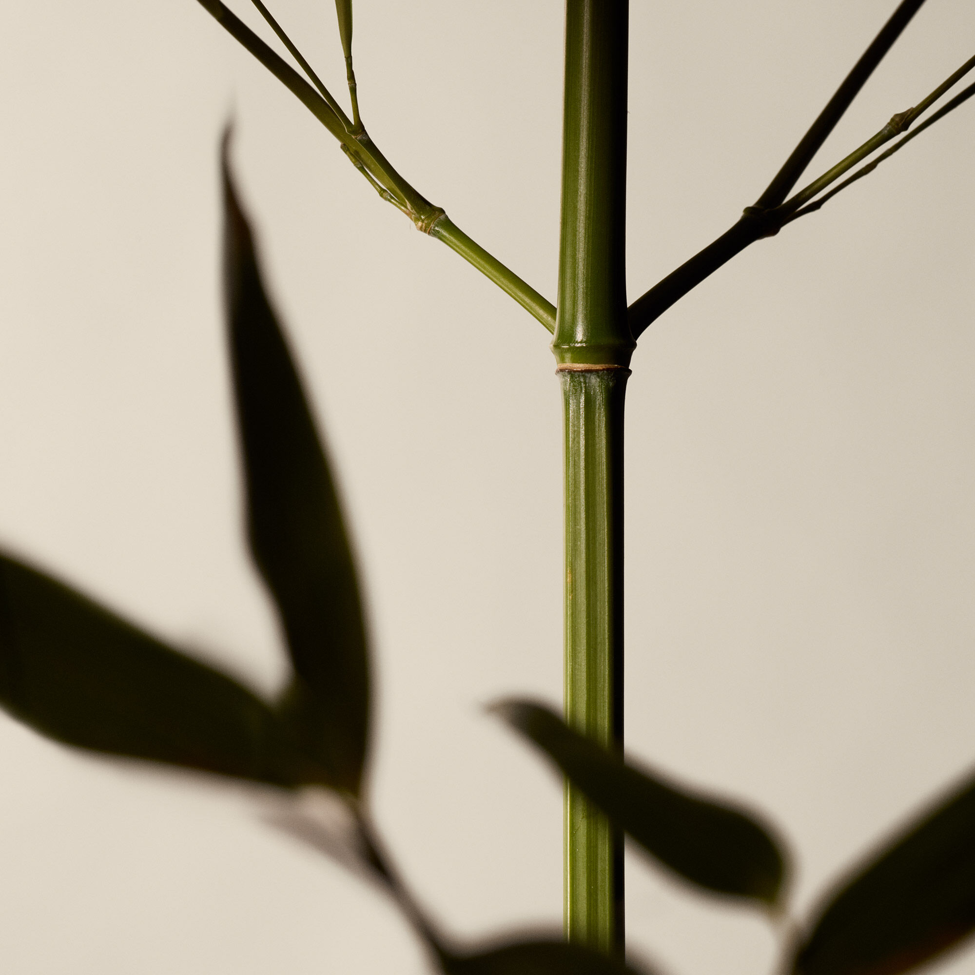 天竺葵身體去角質露