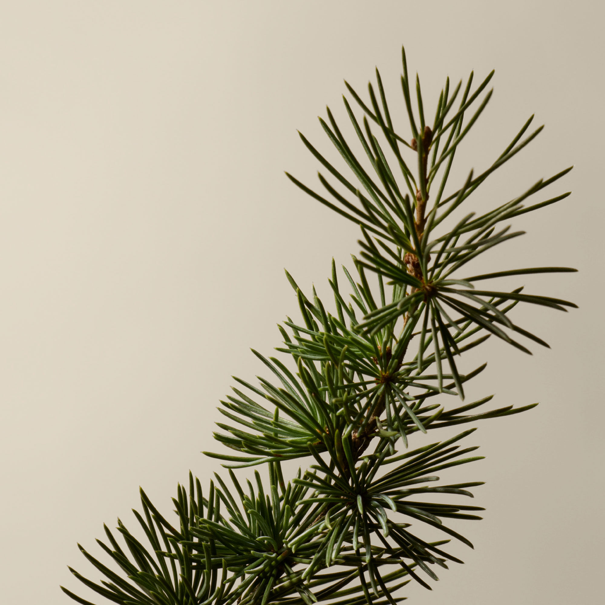 賦活芳香手護組