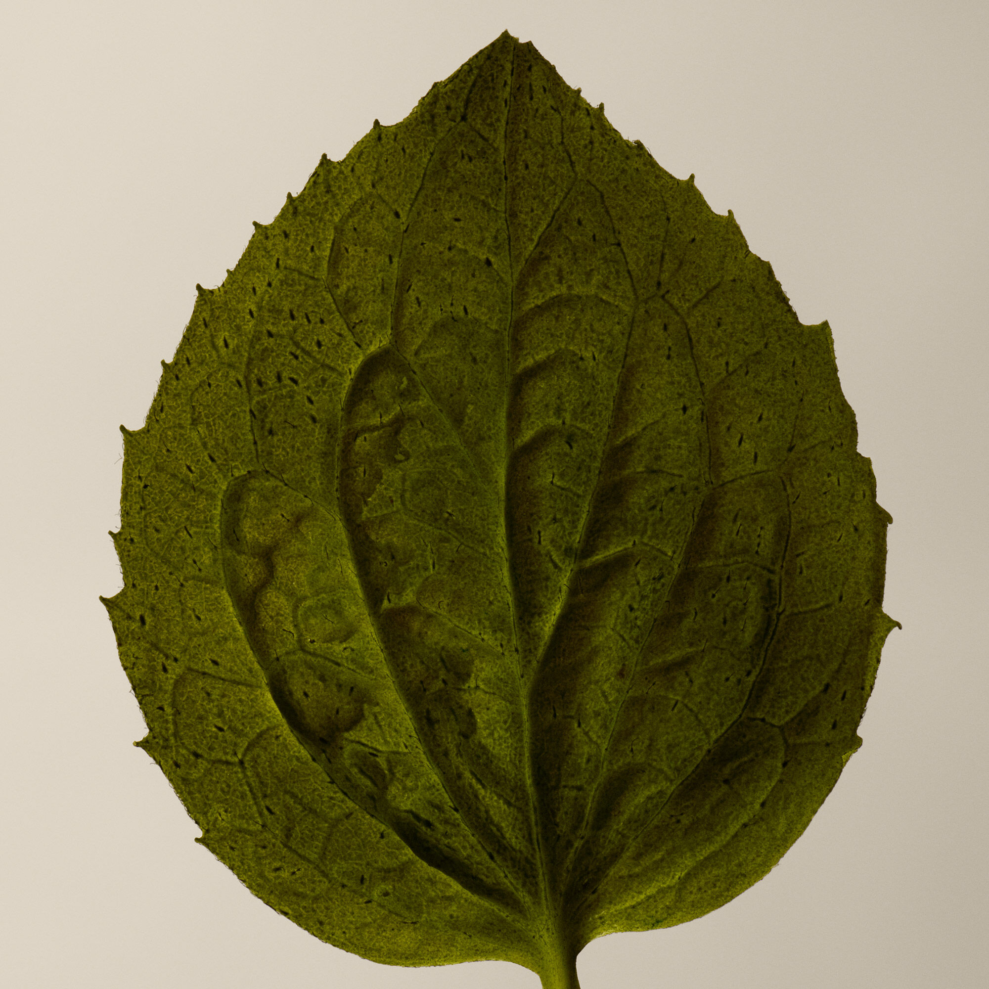 芫荽籽身體潔膚露