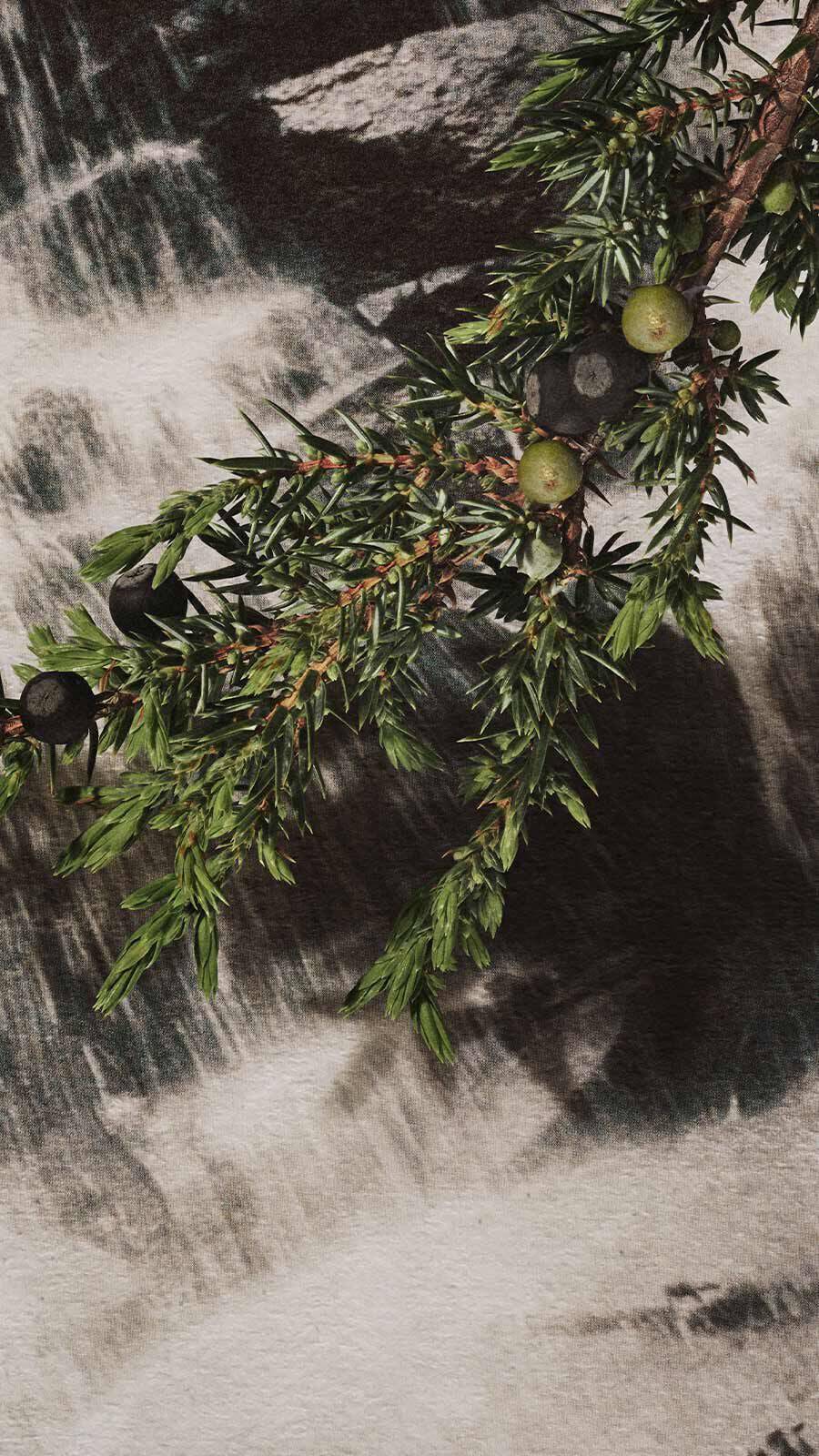 Juniper branch with dark berries and fine needle leaves in front of a cascading waterfall.