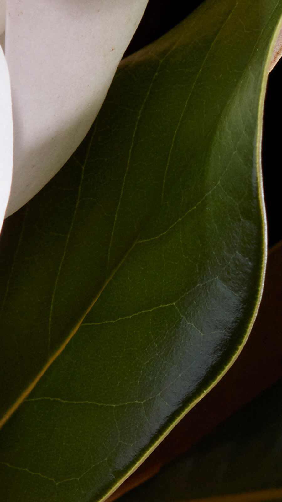 Close-up of a large dark green leaf with a prominent central vein against a pale background.