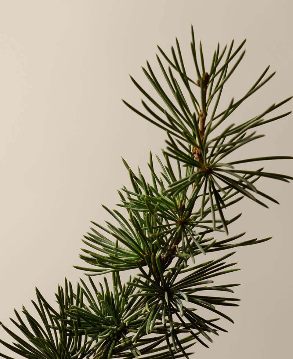 Herbaceous, Woody, Spicy Image