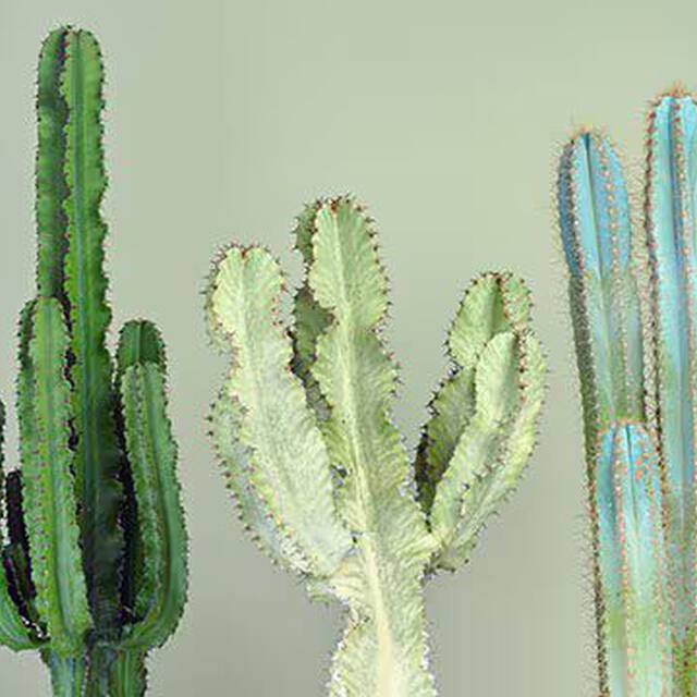 Nurturing dry skin in summer Image