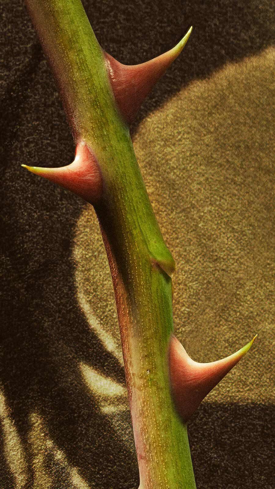 Close-up of a green rose stem with prominent pink thorns against a warm golden-brown textile background.
