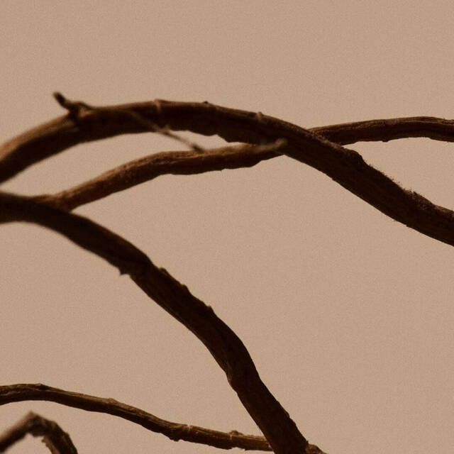 Dandelion Root Image