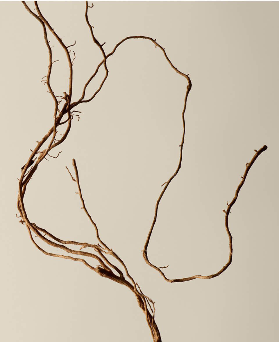 Woody, Earthy, Smoky Image