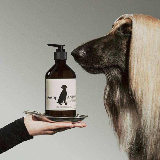 A hand for the hounds