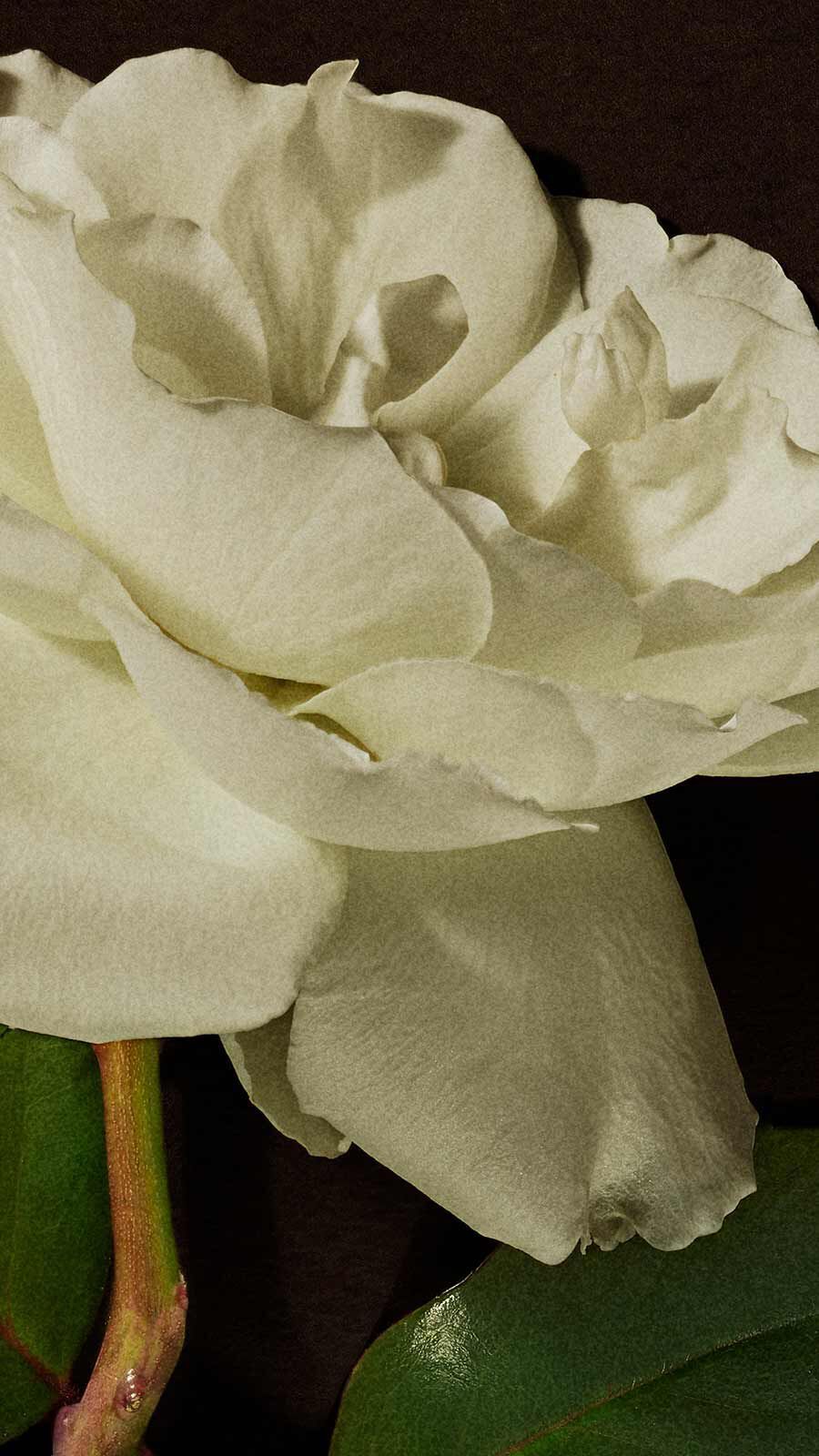 Close-up of a full white garden rose with layered petals against a dark background with a green leaf.