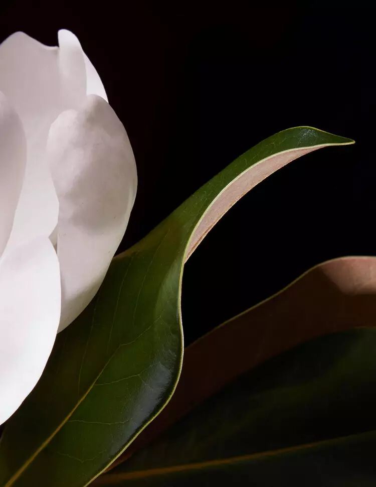 White flower petal and glossy green leaves against a deep black background, with curved edges and soft directional lighting.