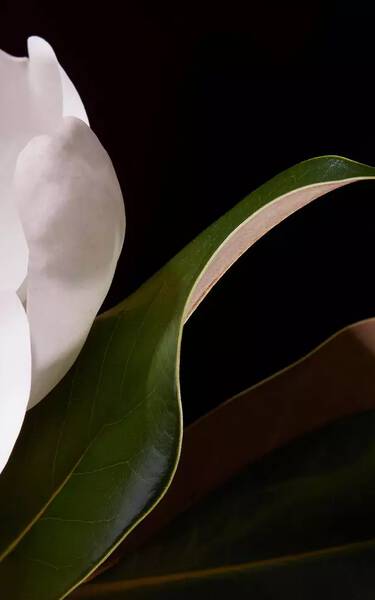 White flower petal and glossy green leaves against a deep black background, with curved edges and soft directional lighting.