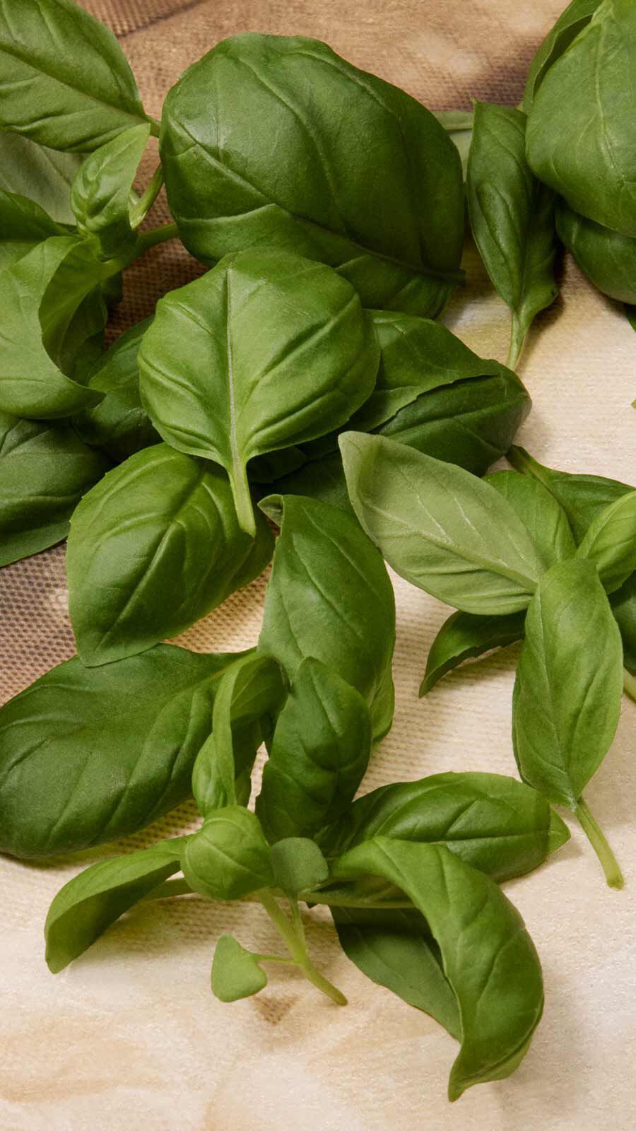 Fresh dark green basil leaves scattered on a natural hessian textile surface.