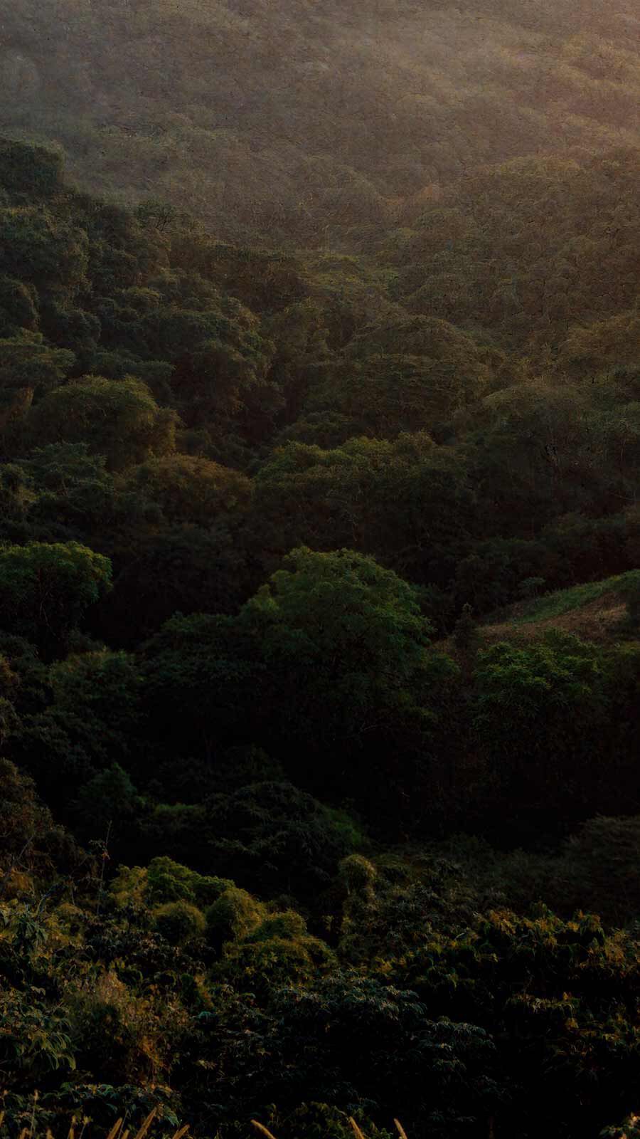Aerial view of a dense green woodland canopy bathed in warm golden misty light.