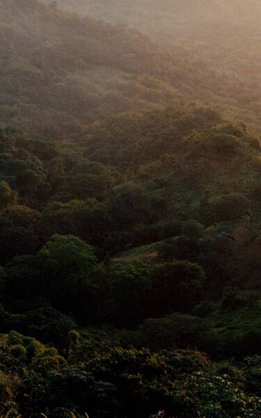 Dense green forest canopy over rolling hills, lit by muted sunlight and light haze, with layered foliage textures.