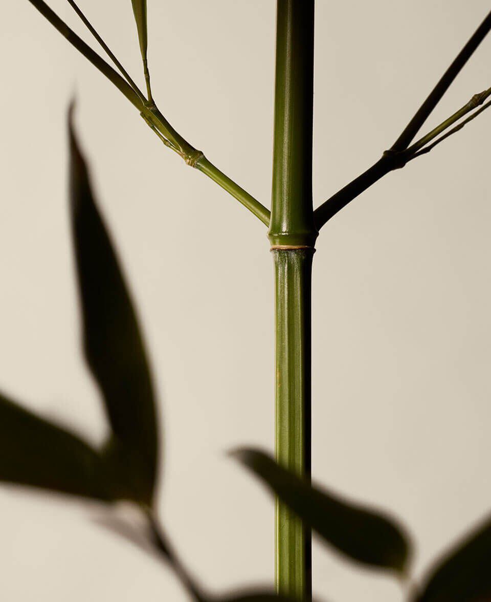 Citrus, Floral, Fresh Image