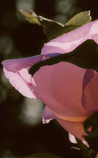 Close-up of pink rose petals with curved leaf silhouettes, soft highlights, and a dark background emphasising layered floral texture.