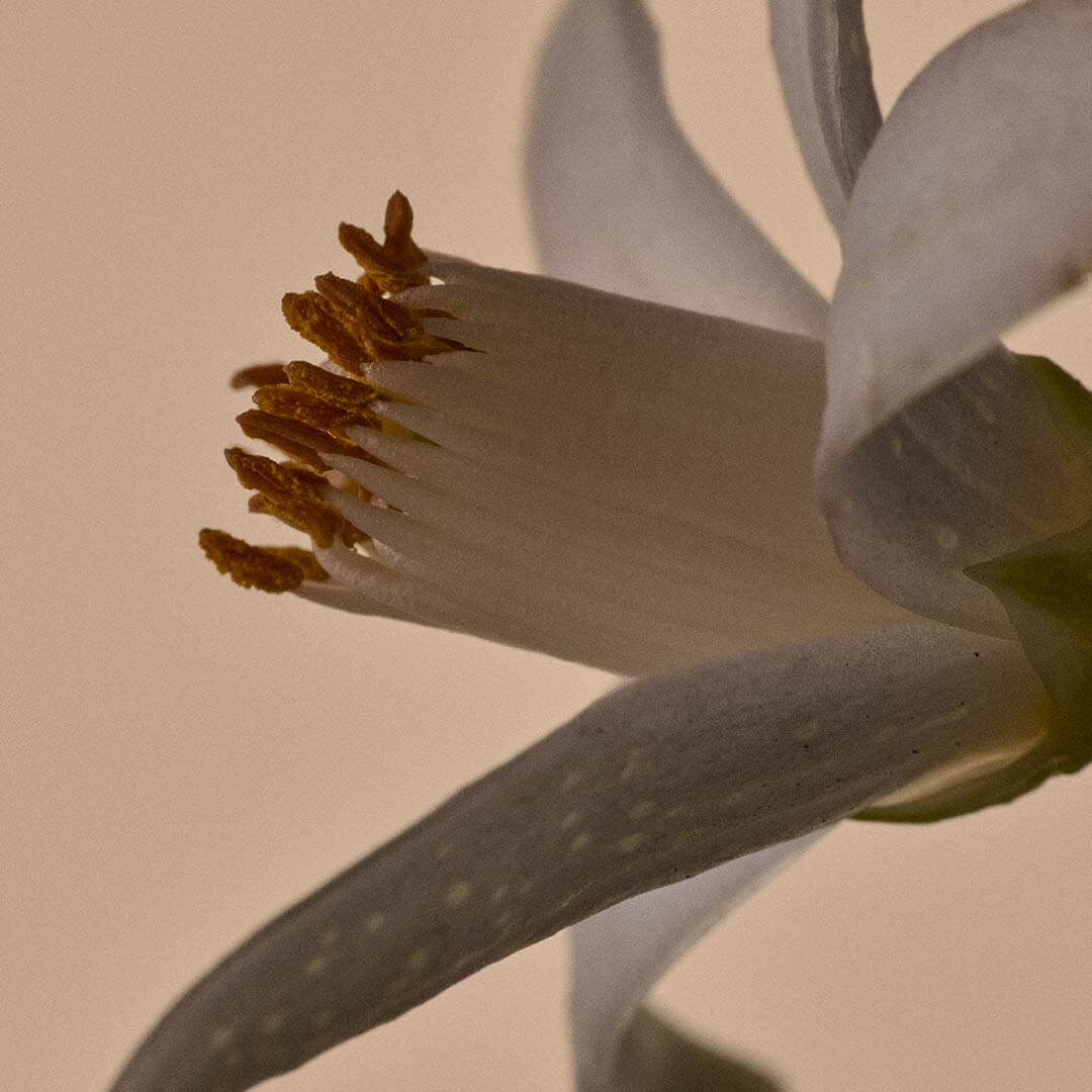 Neroli Blossom Image